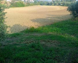 Terreno agricolo nel comune di Sant'Omero (TE)