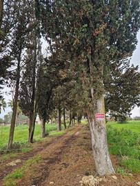 Rinella, Mesagne a circa 2 KM dall'area urbana