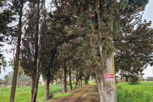 Rinella, Mesagne a circa 2 KM dall'area urbana