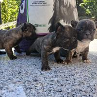 Cuccioli di bulldog francese