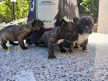 Cuccioli di bulldog francese