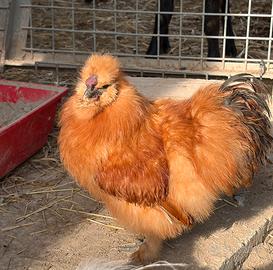Gallo moroseta