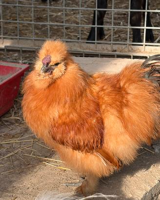 Gallo moroseta