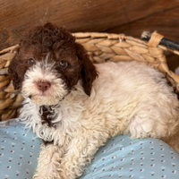 Lagotto