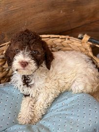 Lagotto