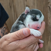 Siberian husky