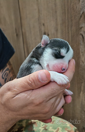 Siberian husky