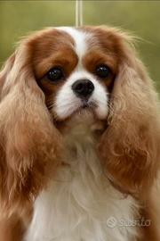 Cavalier king charles spaniel