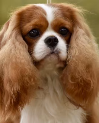 Cavalier king charles spaniel