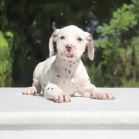 Cucciola di Dalmata ALLEVAMENTO