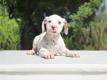 Cucciola di Dalmata ALLEVAMENTO