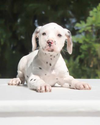 Cucciola di Dalmata ALLEVAMENTO