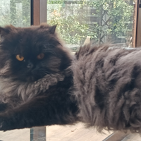 Gatta persiana