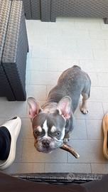 Disponibile bulldog francese maschio per monta