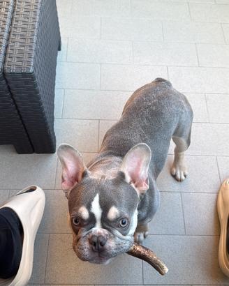 Disponibile bulldog francese maschio per monta