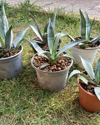 Piante di Agave