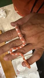 Serpenti del grano