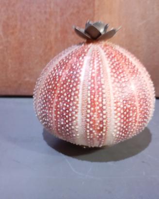 scheletro riccio di mare 