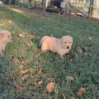 Golden Retriever Americano con Pedigree Enci