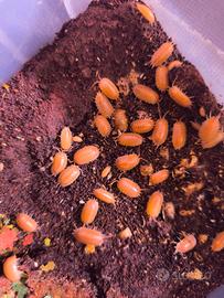 Isopodi Porcellio laevis "super orange"