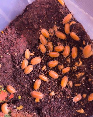 Isopodi Porcellio laevis "super orange"