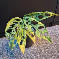 monstera obliqua peru