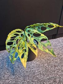 monstera obliqua peru