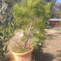 Pianta di Pinus pinea