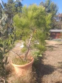 Pianta di Pinus pinea
