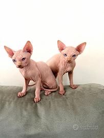 Cucciolo gatto Sphynx