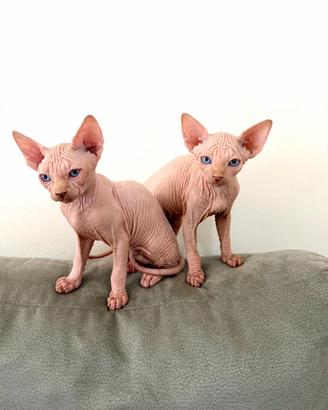 Cucciolo gatto Sphynx