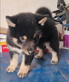 Shiba