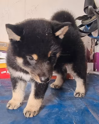 Shiba