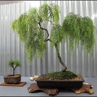 BONSAI SALIX BABILONICA salice piangente