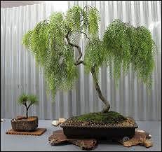 BONSAI SALIX BABILONICA salice piangente