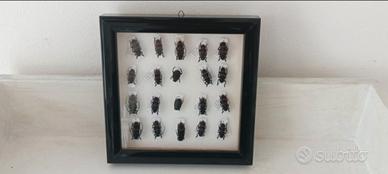 Allestimento tassidermico da parete di scarafaggi