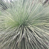 YUCCA QUERETAROENSIS pianta palma cycas yucca
