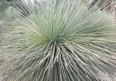 YUCCA QUERETAROENSIS pianta palma cycas yucca