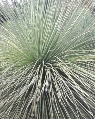 YUCCA QUERETAROENSIS pianta palma cycas yucca