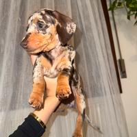 Bassotti Arlecchino cioccolato kaninchen