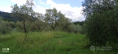 Terreno agricolo a Serpiolle Firenze