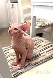 Cucciolo di gatto Sphynx