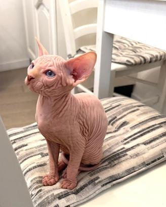 Cucciolo di gatto Sphynx