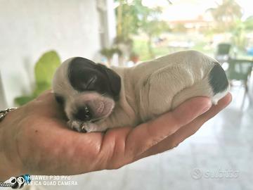 Cocker spaniel roani blu/tricolore con Pedigree