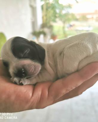 Cocker spaniel inglese cuccioli