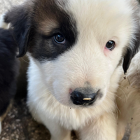 CUCCIOLI PASTORE Dell' ASIA CENTRALE