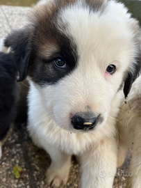 CUCCIOLI PASTORE Dell' ASIA CENTRALE