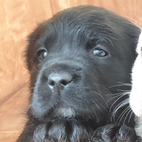Cuccioli di Labrador Retriever