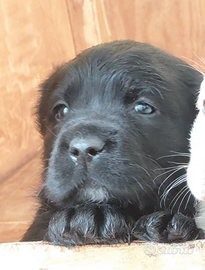 Cuccioli di Labrador Retriever