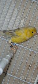 Ultimi canarini agata opale giallo e verdi